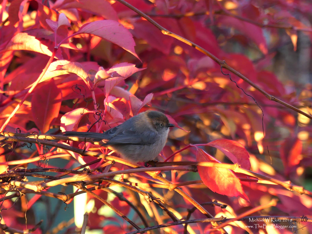 Bushtit - Vancouver, BC         On my trip to find the Black and White Warbler, the early morning sunshine was warming up the locals. Among those were a flock of bushtits that were making their way through the low growing plants. This particular bird made a quick perch on the fall Virginia Creeper. You can tell by this photo that this is a female bird from the light iris.          Michael W Klotz - www.TheBirdBlogger.com