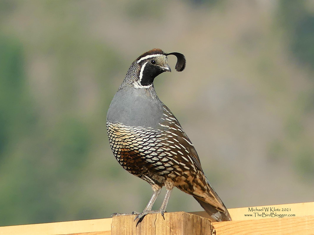 California Quail - Okanagan Falls, BC        Being our only native quail species here in British Columbia these birds are relatively easy to identify. The male was more that helpful in making the ID with a proud stance a top a fence. There were several others in the quail covey with the female watching over at least 10 youngsters. They were a little harder to see as they stayed pretty much in the shadows of the sage brush. This was taken in the hills above Okanagan Falls, just outside of an old forestry compound.              Michael W Klotz 2021 - www.TheBirdBlogger.com