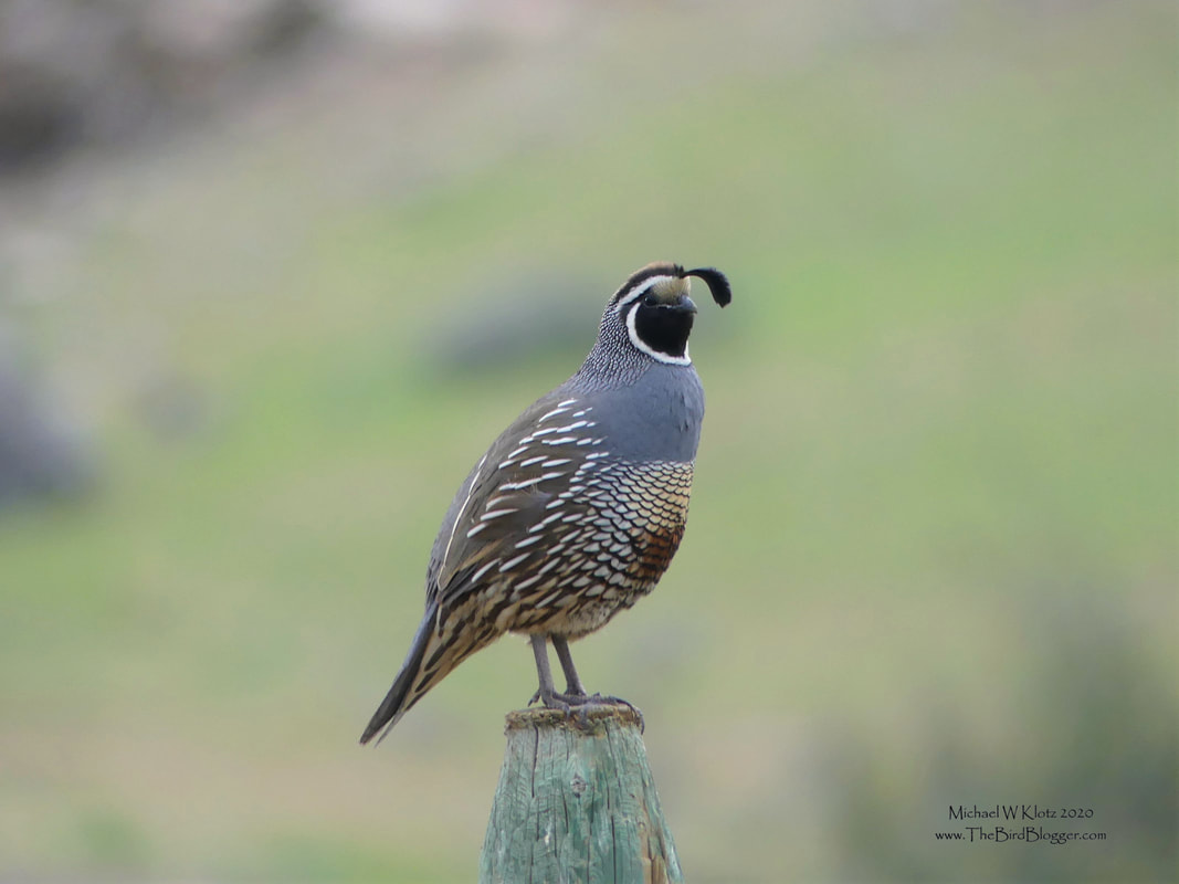 California Quail - Vaseux Cliffs, BC          Vaseux Cliffs are a long way from California, but yet here they are. These little game birds are regulars in the drier regions of the Okanagan in southern BC. This male was singing from the top of a fence post as the rest of the birds pilled on the cow farm that is on the plateau. Quail are prolific breeders and can have up to 28 eggs in one nest. They then raise the young in communal groups of several families.                 Michael W Klotz 2020 - www.TheBirdBlogger.com