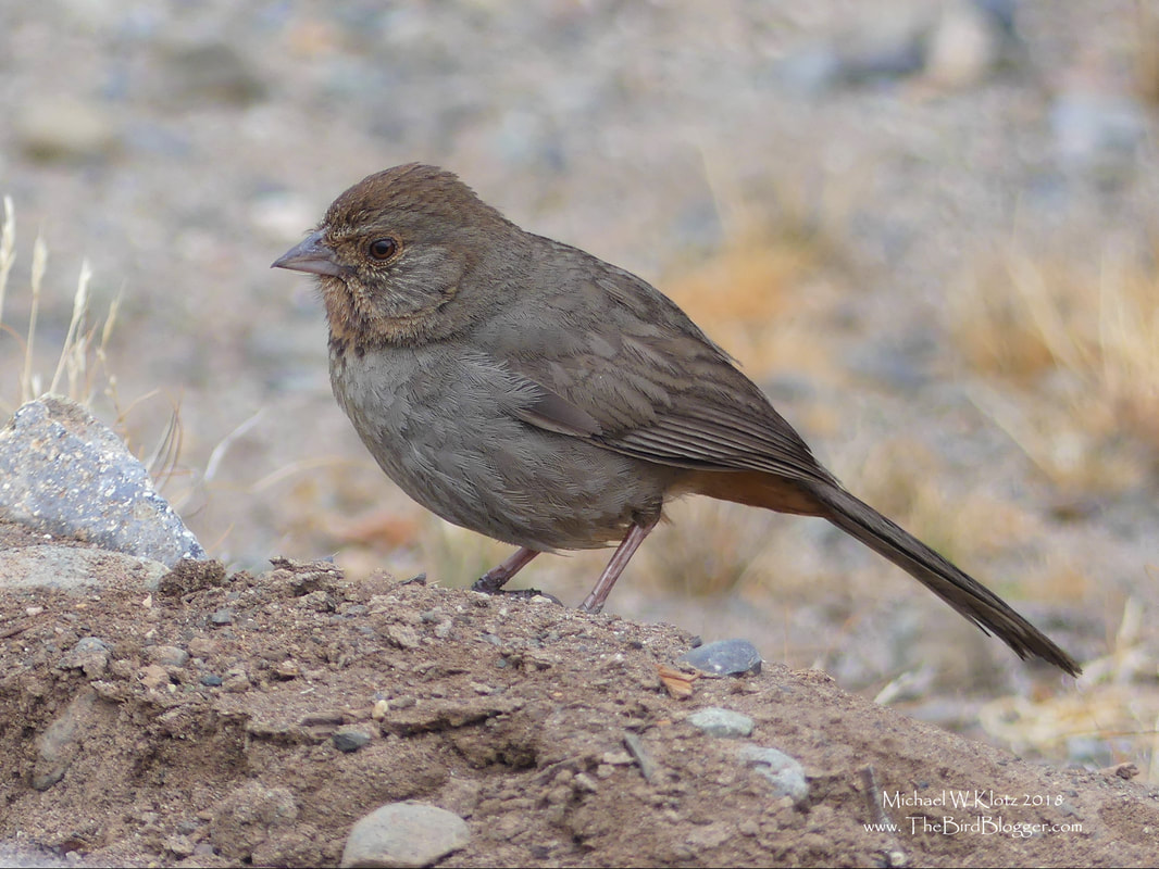 California Towhee - Silverado, CA      California Towhees are not a very colorful bird, but they are quite interesting to watch. They are very inquisitive and I remember when I lived in California there would be many times I would come out to my car to find the local checking himself out in the mirror. There are 8 species of towhee that are spread throughout North America, with two being endemic to Mexico and are found with in the sparrow family. I have found that they are usually found in pairs and low to the ground in dryer conditions. This bird was making its way around with a second in the dry river bed opposite the Silverado Community Center.            Michael W Klotz - www.TheBirdBlogger.com