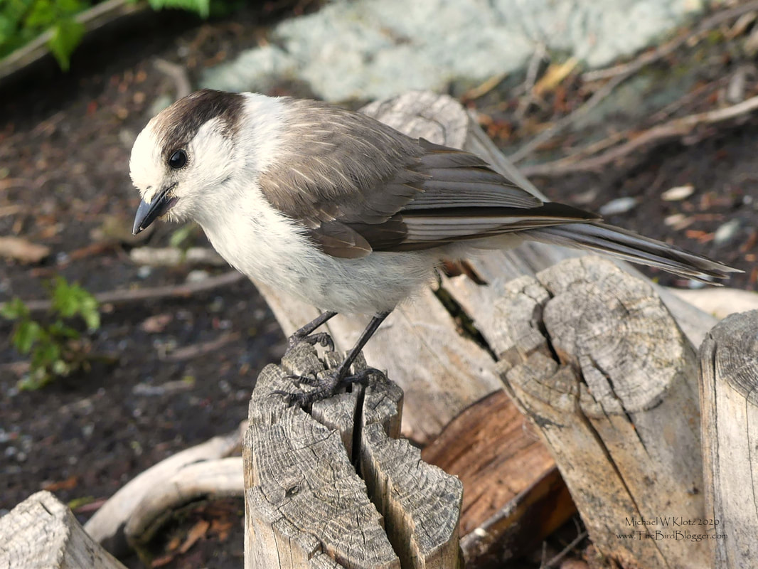 Canada Jay - Cypress Mountain, BC          Canada Jay, Whiskey Jack, Gray Jay or Camp Robber, this little bird has several names for good reason. They seem to find company in the humans that make their way into the woods. At least they find food when they find humans. This fellow was at the Bowen Lookout on Cypress Mountain entertaining the crowd that had made the trek.              Michael W Klotz 2020 - www.TheBirdBlogger.com