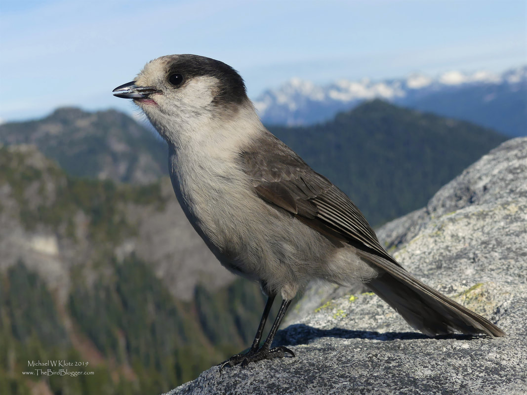 Canada Jay - Mount Seymour, BC         On a hike to the top of Mount Seymour I came across a band of Canada Jays. They were making sure that I knew they were there and very open to receiving any handouts that might be in my pack. Luckily for them, I had something that worked. Canada Jays are sometimes called Whiskey Jacks which in the Algonquin first nations language translates to trickster. This name suits them well as you might agree if you have camped in the vicinity of a family of these small Corvids.               Michael W Klotz 2019 - www.TheBirdBlogger.com