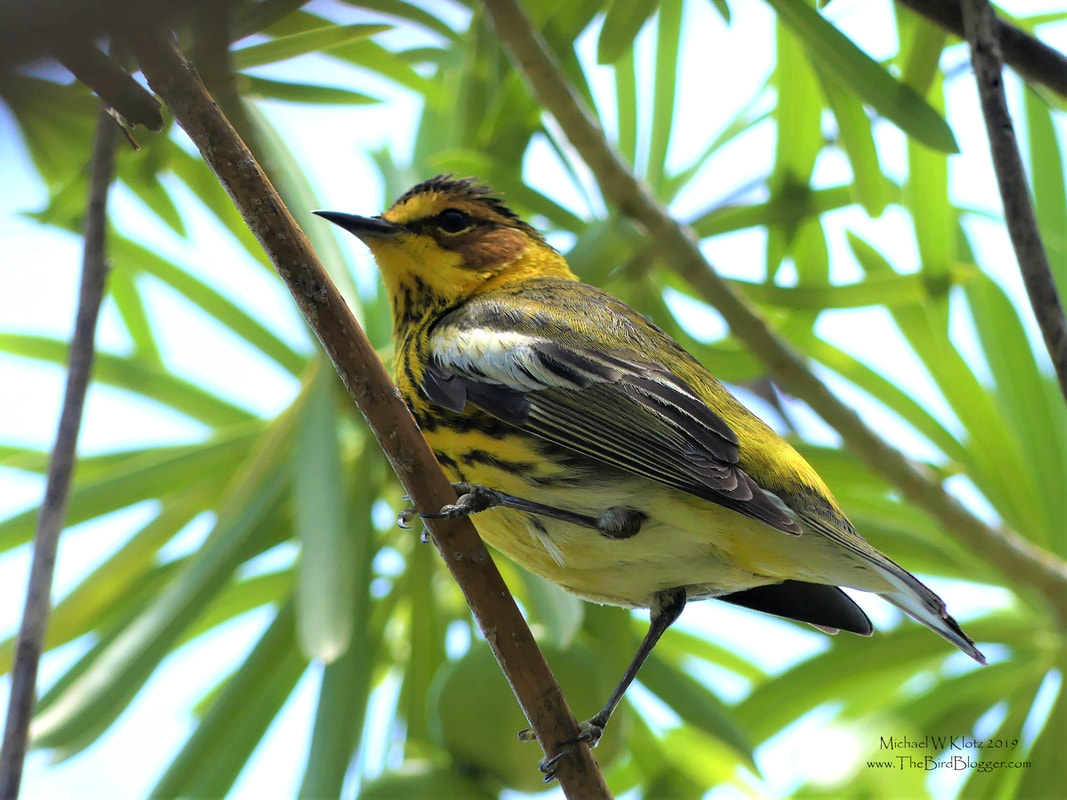 Cape May Warbler - Varadero, CU        Cuba is a natural stop on the way through for a great many birds while travelling north and south to summering and wintering grounds. The Varadero Peninsula is the furthest north you can go on the island before traveling over the gulf of Mexico. This striped, rutsy-cheeked islander was in the larger tree in and around Varahicacos Ecological Reserve.  A neat fact about this bird is that they have a tubular tongue and drink nectar. I have even seen a very off track bird in BC chase off hummingbirds to defend the flowers they need to keep their energy up.                  Michael W Klotz 2019 - www.TheBirdBlogger.com