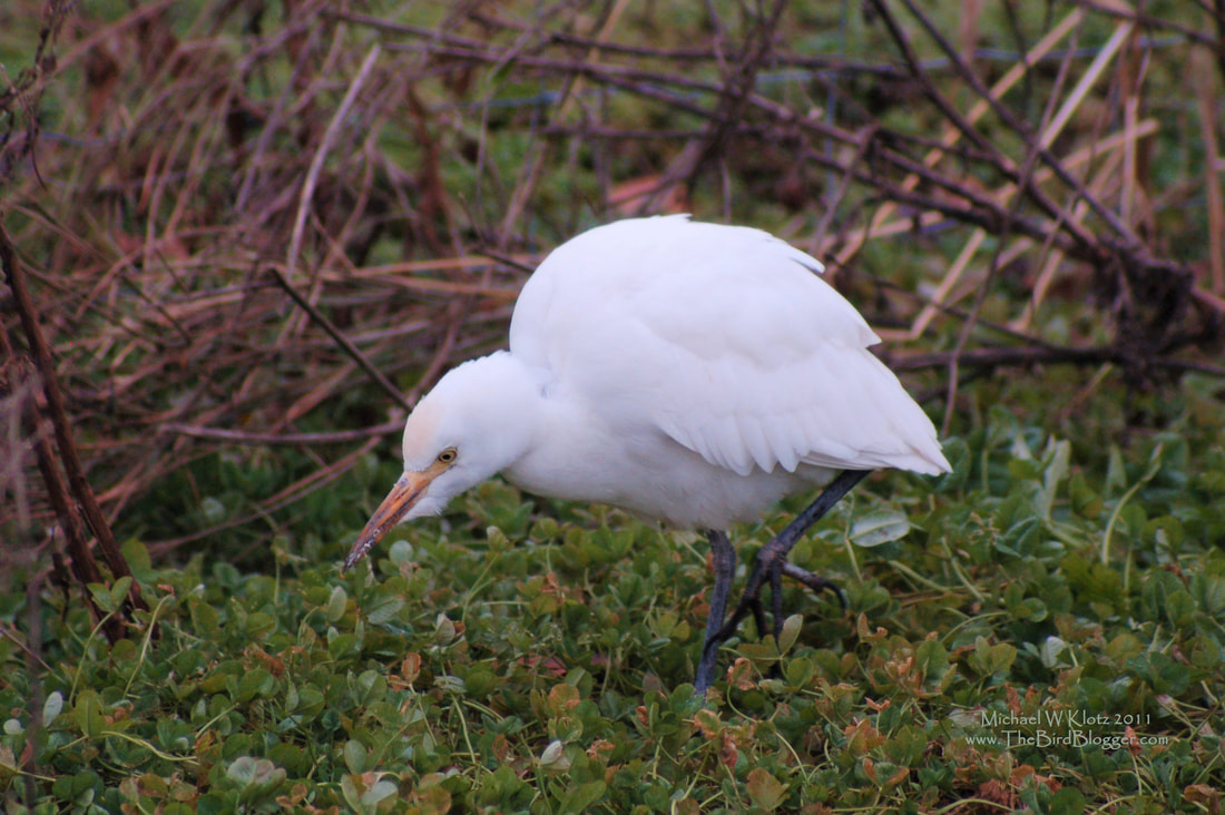 Cattle Egret - Panorama Ridge, BC          A wonderful surprise some time ago when this Cattle Egret showed up north of the Canadian border. My friend found this bird on our construction site checking the newly made ditches for worms in the winter. he became a bit of a celebrity but unfortunately didn't make the cold weather. These birds were not found in North America until 1953 when they migrated north from South America where they magically appeared in 1877. The are originally from Africa.             Michael W Klotz 2021 - www.TheBirdBlogger.com