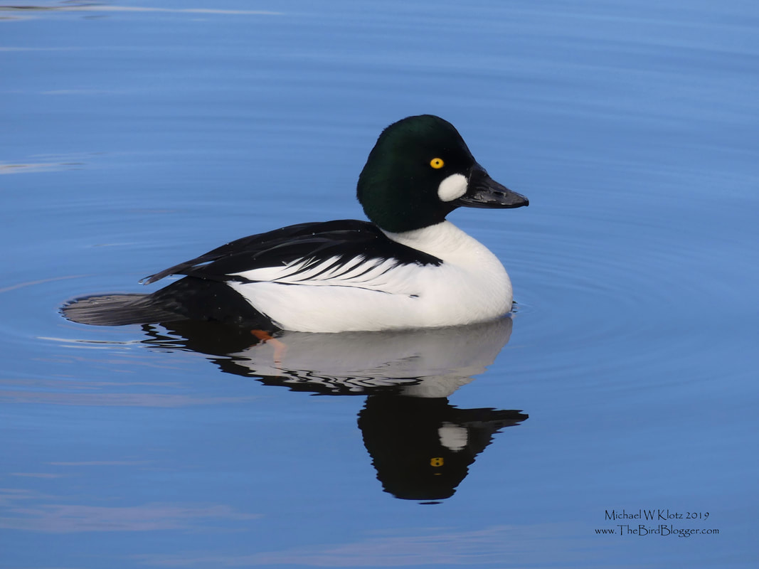 Common Goldeneye - Vancouver, BC         With a golden eye it is hard to mistake this bird for any other duck out there. The green sheen on the head, round white cheek circle and the whiter flanks separate it from it's cousin the Barrow's goldeneye.  This was taken on Lost Lagoon in Stanley Park, Vancouver. The sky was just breaking free of the clouds making for an interesting coloring on the water.            Michael W Klotz - www.TheBirdBlogger.com