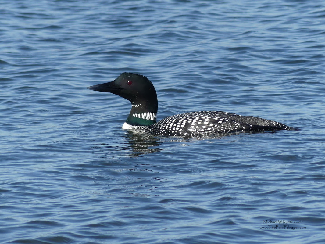 Common Loon - Blackie Spit, BC          The one place that we get to see Loons close up here in Vancouver is Blackie Spit. A little piece of land was formed when the Nicomekl river makes its way into mud bay in Crescent Beach. The channel of this river bends around the narrow strip of sand and where wintering water birds will frequently fish when the tide is out. Most loons are not seen close up and most folks are shocked at how big they really are, with some of the fish eaters measuring 3 feet long.                     Michael W Klotz 2020 - www.TheBirdBlogger.com