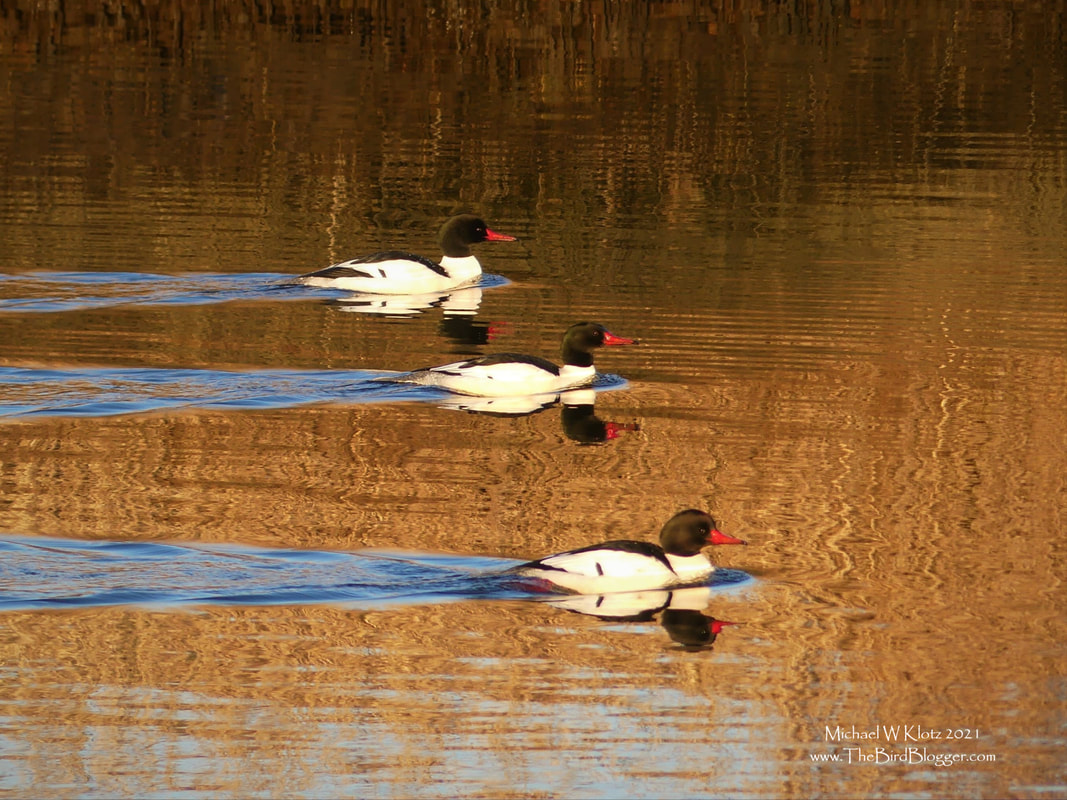 Common Mergansers  - Serpentine Fen, BC          During an evening walk on the Serpentine River in Surrey, BC, a trio of male Common Mergansers were fishing in the same general area. Spread out, each bird would dive with his own timing and rhythm along the ribbon of water and pop up twenty yards from where he had started. As if some quick discussion took place, the three birds started moving towards each other, all headed in the same direction, This still was the photo finish for an unspoken and lazy race, from which, they all headed off once again to fish their own corners of the river.             Michael W Klotz 2020 - www.TheBirdBlogger.com