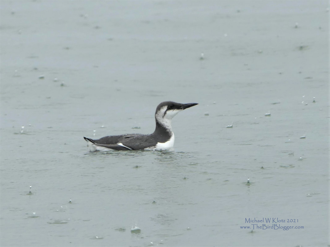 Common Murre - Burrard Inlet, BC          During a boat ride with friends, we came across a murre, minding his own business in the rain. He was diving in and around the same spot, presumably for fish in the area. These birds belong to a group call the 
