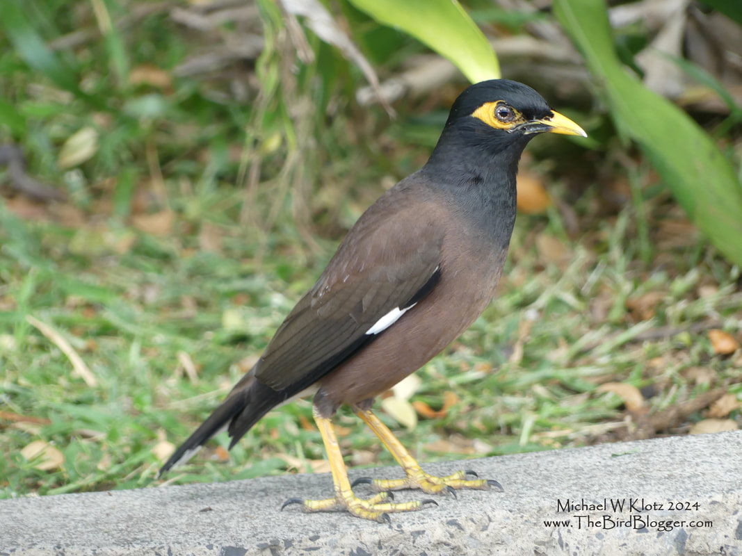 Common Myna - Wailea Golf Club, HI         A very common bird in South East Asia this Common introduced bird is found in a great many places around the world. Due to it's adaptable nature. Hawaii is no difference and is found through out the islands. They are very conspicuous and make all sorts of interesting sounds. These birds are considered pests much like European Starlings who were released in North America in one location and now are found in every corner of the continent. Common Mynas were brought to Hawaii in the 1800's to control Army Worms.               Michael W Klotz 2024 - www.TheBirdBlogger.com