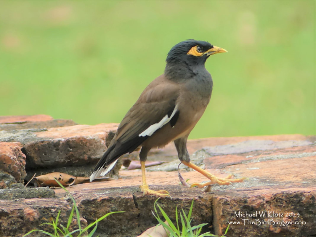 Common Myna - Wat Mahathat, TH        I love the look of tropical myna's I think mostly because I live in a temperate zone. This one was as common as they say and they were walking around everywhere in Thailand and Wat Mahathat. The dark side of this bird is, it is listed as one of top 100 most invasive species in the world where it has been introduced. It also has a cousin most folks in North America are familiar with that is also on the list which is the EUropean Starling. I have seen the Common Myna in Florida and Hawaii.             Michael W Klotz 2023 www.TheBirdBlogger.com