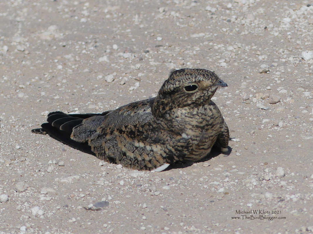Common Nighthawk - Buffalo Springs, TX        Very unusual to see Common nighthawks during the day but even more unusual to see one sitting on the road. This bird must have been flushed from the nearby grass field and stayed relatively still while we approached with the truck. Nighthawks can be seen circling the sky mostly around dusk with their very distinctive pointed wings and white wing stripes. They are most easily found by listening for their call and have a very nasal Prent. In the mating season, they also have a diving whirring sound made by the air rushing through their wings.        Michael W Klotz - www.TheBirdBlogger.com