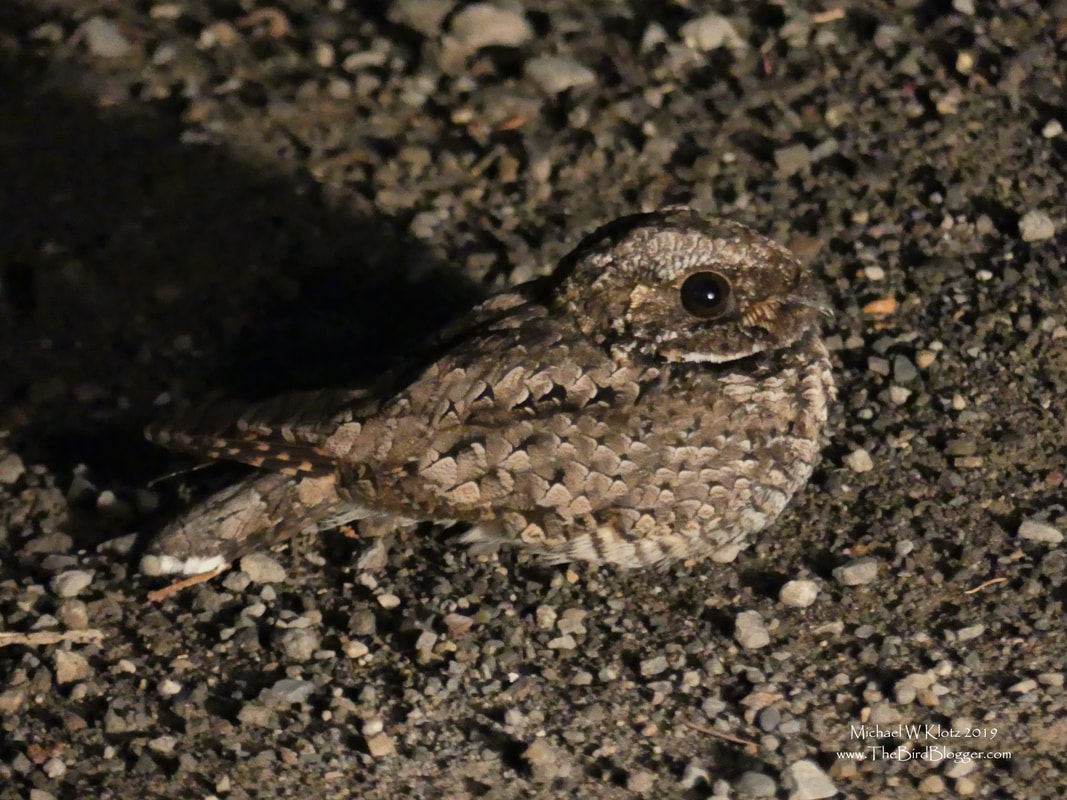 Common Poorwill - Canoe Creek, BC        The best bird of my Meadow lake Guest Ranch trip, by far, was a Common Poorwill. An outing at 10:30pm to find out if I could find one of these elusive and very secretive nocturnal birds. Sure enough, just as I came down the hill into the grasslands of the Fraser canyon, I saw the eye-shine of what was my target bird. There are only a couple of sightings at the very northern reaches of its range so I was very excited to see him on the road.  The fog lights on the truck, the Lumix 300 bridge camera, with its ability to capture tons of light and this very cooperative nightjar allowed for this rare photo. Thank you to Shelagh, Brian, Dwight and Cynthia for a wonderful experience.                 Michael W Klotz 2019 - www.TheBirdBlogger.com