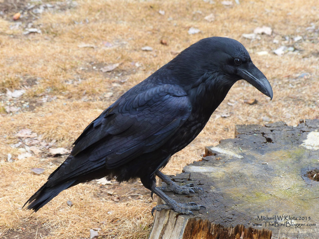 Common Raven - Manning Park Lodge, BC on a stump