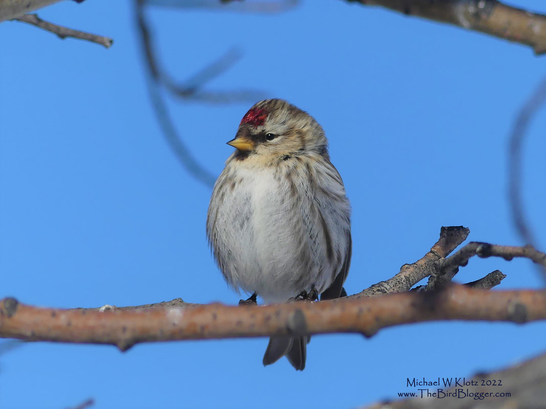Common Redpoll - Frank Lake, AB           The Redpoll is an iconic winter finch at feeders where temperatures are below freezing. These hardy little birds are residents of the farthest northern climates in the summer and are circum-polar meaning they live in areas all the way around the top of the earth. The red patch on the top of the forehead sets them apart from Pine Siskins with a slightly more delicate call. The males also get a red wash on their belly in breeding season.         Michael W Klotz 2021 - www.TheBirdBlogger.com