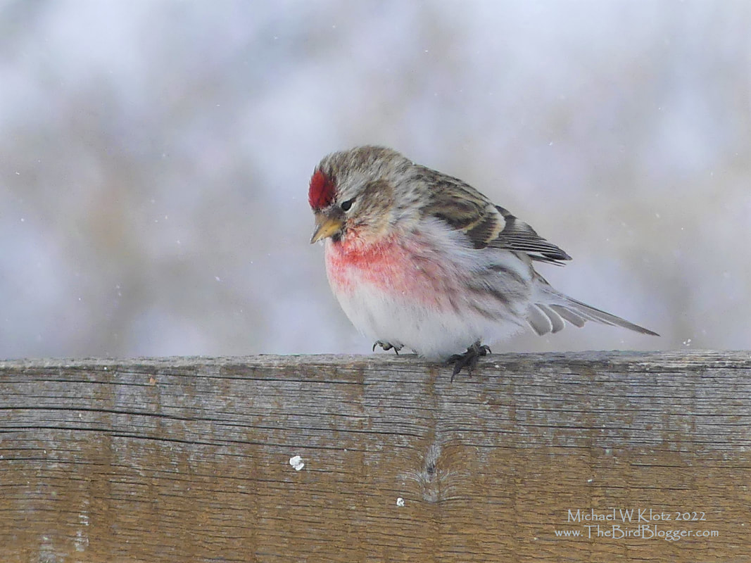 Common Redpoll - St. Henry's Church, AB         During a visit to Southern Alberta to put eyes on some Gray-crowned Rosy-Finch I was able to get some photos of some winter visitors. At St Henry's church, there were several Common Redpolls including this very red fellow. There is a reason that these members of the finch family have the Latin name Flammea, meaning 
