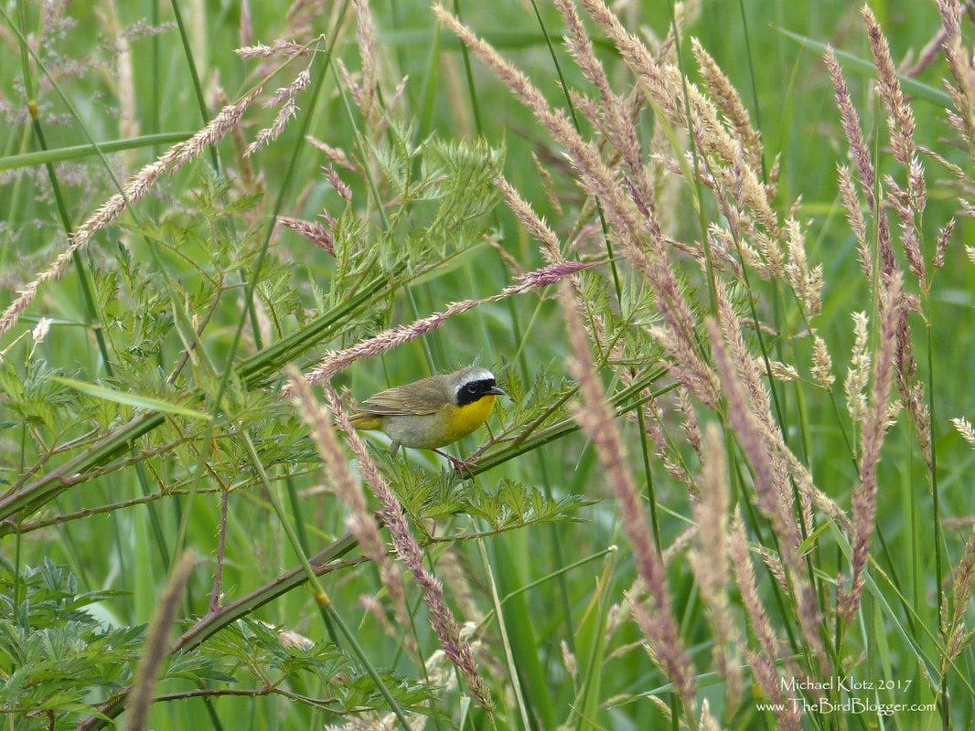 Common Yellowthroat - Pitt Meadows These lively bandits are some of the first warblers to arrive after a cold winter. They are somewhat secretive making their home in the long grass fields or hedgerows with  tall grass edges being heard well before they are seen. This make getting a shot of Common Yellowthroats difficult, but this bird was very intent on capturing leafhoppers for the nestlings on the edge of Catbird Slough so was somewhat accommodating.   Michael Klotz - www.TheBirdBlogger.com