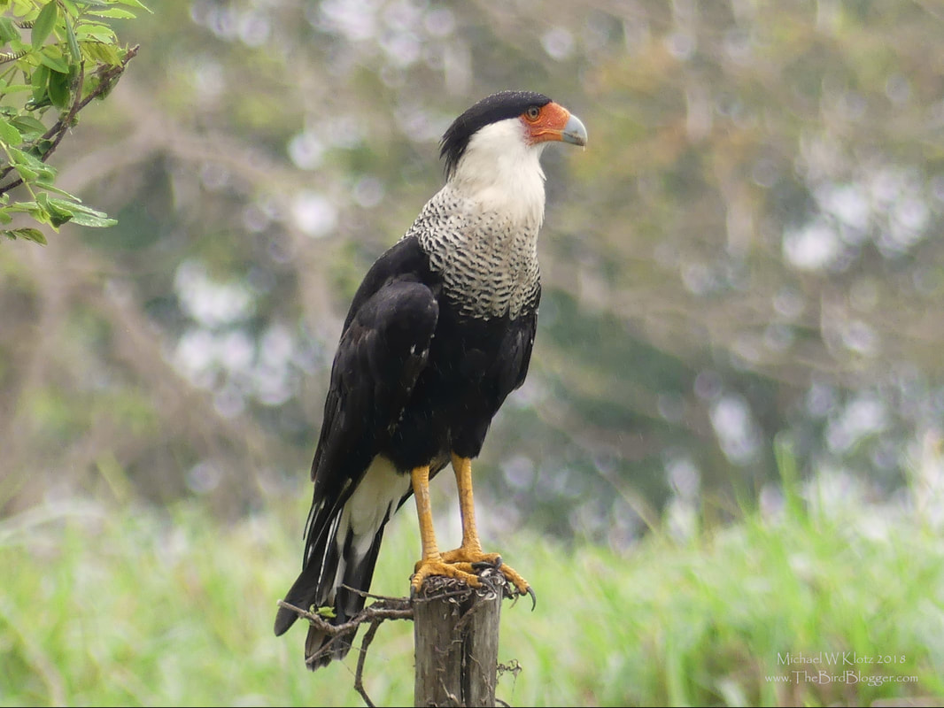 Crested Caracara - Sapoa, Nicaragua      This is one of the larger species in the falcon family and it is a scavenger at heart. the bare skin on the face make sure that nothing sticks when eating. They are omnivores and eat live prey and vegetable mater as well as carrion. They are typically found walking the open plains looking for something to eat. This encounter was on the side of the road and there were many of the birds and it led me to believe that there might be some kind of march across the highway the night before?          Michael W Klotz - www.TheBirdBlogger.com