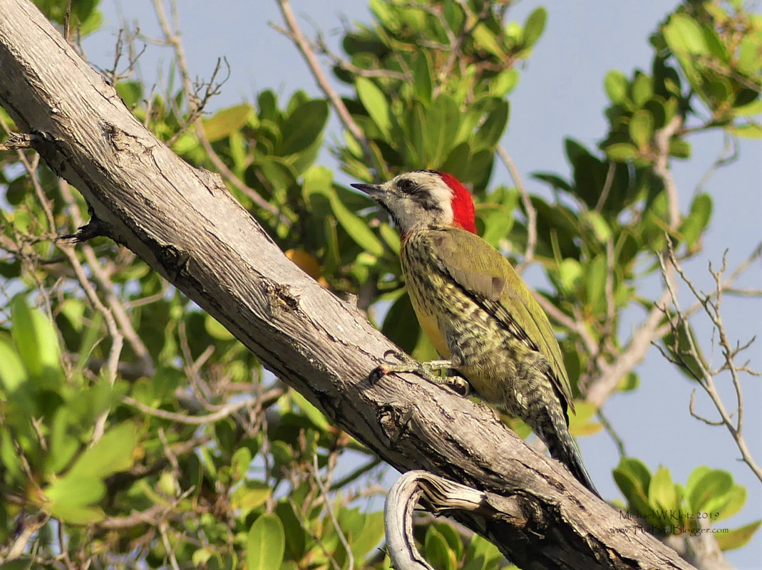Cuban Green Woodpecker - Varaderos, CU         I was told by a friend that this was a must see bird for Cuba. They great little personalities and they are striking with the red head on the green back. This bird was keeping an eye on a Cuban Black Hawk that was making some serious noise from a light above them. They kept an eye until the wondering raptor flew off. This was taken just at the edge of Varahicacos Ecological Reserve at the edge of a mangrove swamp.                 Michael W Klotz 2019 - www.TheBirdBlogger.com