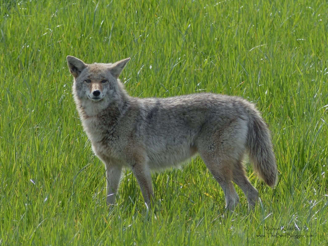 Coyote - Pitt Meadows  Every once in a while you will see a Coyote in the fields during the day looking for voles or mice. This particular K9 had duck on the menu. That was until the duck realized he was on the menu and exited stage left in short order. I think the face says the rest. Don't give me that look, I swear I didn't warn him dog.    Michael Klotz - www.TheBirdBlogger.com