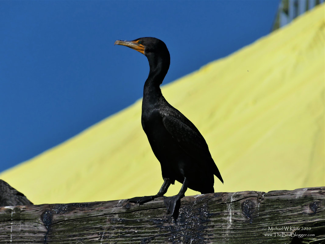 Double-crested Cormorant - Vancouver Harbor, BC          Out on a boat ride with my girl and happened by the Sulfur terminal in Vancouver harbor. The yellow pile behind the bird is the iconic pile of elemental sulfur across from Stanley Park's lighthouse. The dock is a favorite of the sea birds and gulls to haul out and rest in between fishing expeditions.                Michael W Klotz 2020 - www.TheBirdBlogger.com