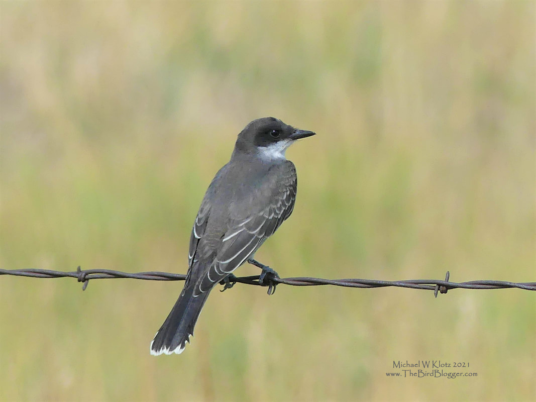 Eastern Kingbird - Hereford Ranch, WY           I have never understood the 