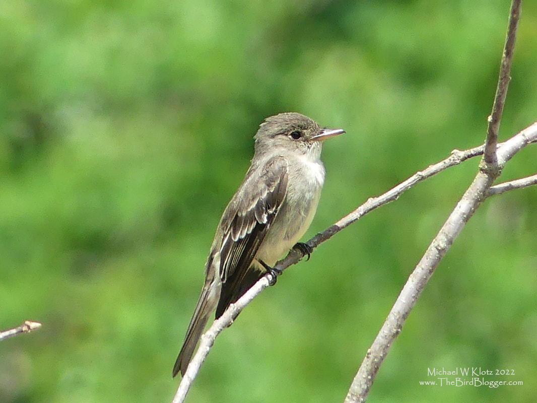 Eastern Wood-Pewee - Lake Barkley State Beach, KY        I am from the west coast of North America and have always hear the Western version of this bird and understand that it's name is from the sound that it makes while in the forest. I was somewhat mystified as to why PEEWEE until I heard the eastern version. It is very clear that the Peewee vocal is the reason these birds are named as they are. This was taken at Lake Barkley State Beach on a wood pile just a the bottom of the forested hill.                Michael W Klotz 2022 - www.TheBirdBlogger.com
