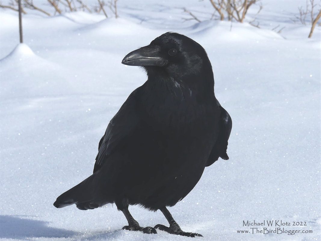 Common Raven - Columbia Ice Fields, AB         It gets a tad cold when you are at 6700 Feet above sea level in November. I believe with the windchill we were at -20 Celsius and -4 Fahrenheit. That didn't seem to bother this iconic bird of the Rocky Mountains. There was a bit of motivation in hanging around the parking lot for the Columbia Ice Fields base camp. Food was scarce and several people were having a quick bite to eat so there was a little more than a passing interest by this beautiful black bird. Ravens are the largest songbird in North America.             Michael W Klotz 2021 - www.TheBirdBlogger.com