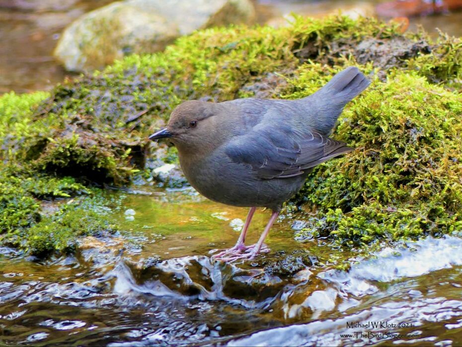 American Dipper - Hardy Falls, BC         There is a little stream where the Kokanee spawn and the Dippers appreciate it along the Okanagan Lake named Hardy Creek. These little water birds are one of the only songbirds in the world to dive for their food. They eat aquatic insects, fish eggs and fish fry. They are sometimes underwater for more than a minute looking for food and come up dry as a bone, most likely from the extra oil they produce.               Michael W Klotz 2021 - www.TheBirdBlogger.com Picture