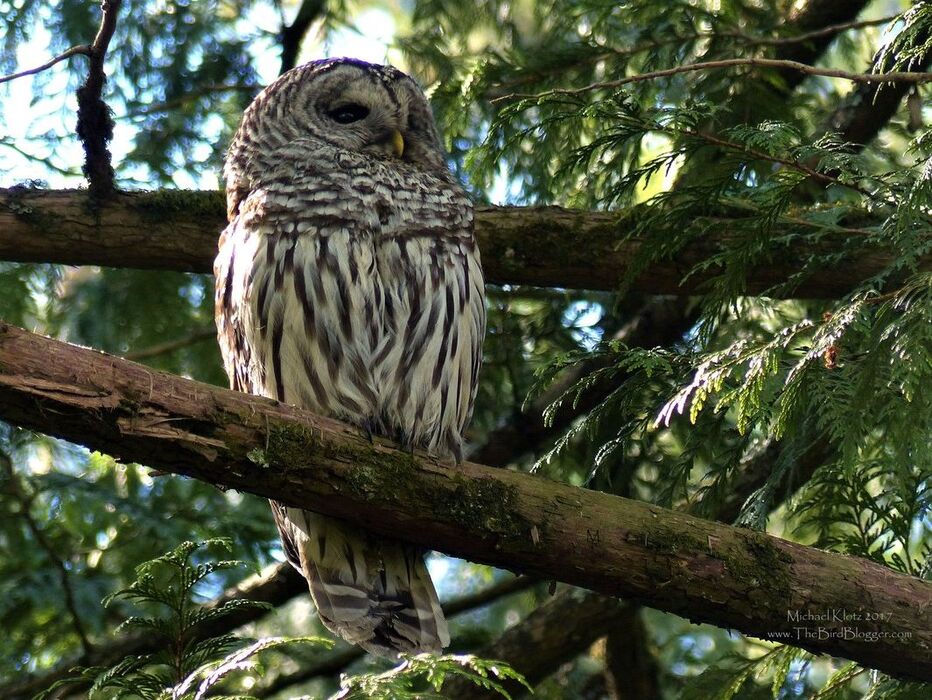 Barred Owl - Langley, BC Today was an easy birding day! The robins had found this beautiful own and were making sure that every other critter in the forest knew where he was too. There were Anna's Hummingbirds dive bombing him, Crows, even an American Goldfinch started chiming in. The owl of course was not too excited about the whole thing, but he wasn't about to get any shut eye.      Michael Klotz - www.TheBirdBlogger.com Picture