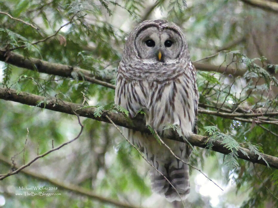 Barred Owl - Surrey, BC       During the Pitt Meadows Christmas Bird Count, we ran into this silent hunter. He flew threw a cedar grove not giving us a chance to see him well, but around the corner, he was up on a perch while he watched two squirrels. Both squirrels had this birds number as they were chirping out an alarm the entire time. The owl was patient while he waited for things to calm down. More patients than us, so we carried on with the count.             Michael W Klotz - www.TheBirdBlogger.com Picture