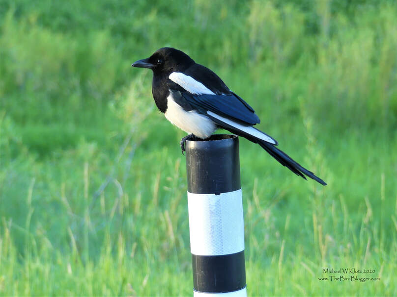 Blck-billed Magpie - Elkwater, AB         I wonder if he is thinking 'You can see me!