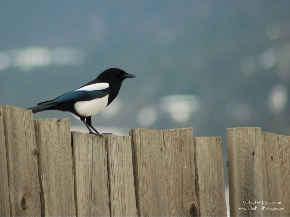 Black-billed Magpie Picture