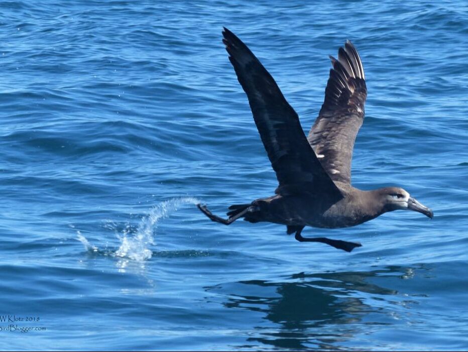 Black Footed Albatross - Take Off - Tofino, BC       During a pelagic tour earlier in the spring, we encountered several of these majestic birds following a fishing boat grabbing the left overs from fish processing. I have always remember the scene from 