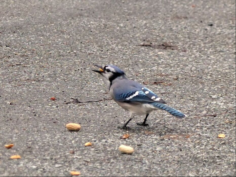 Blue Jay - Richmond, BC   This rare visitor to the west side of the Rockies was fraternizing with our Stellar's Jays at a common food hang out in Richmond.    Michael Klotz - www.TheBirdBlogger.com