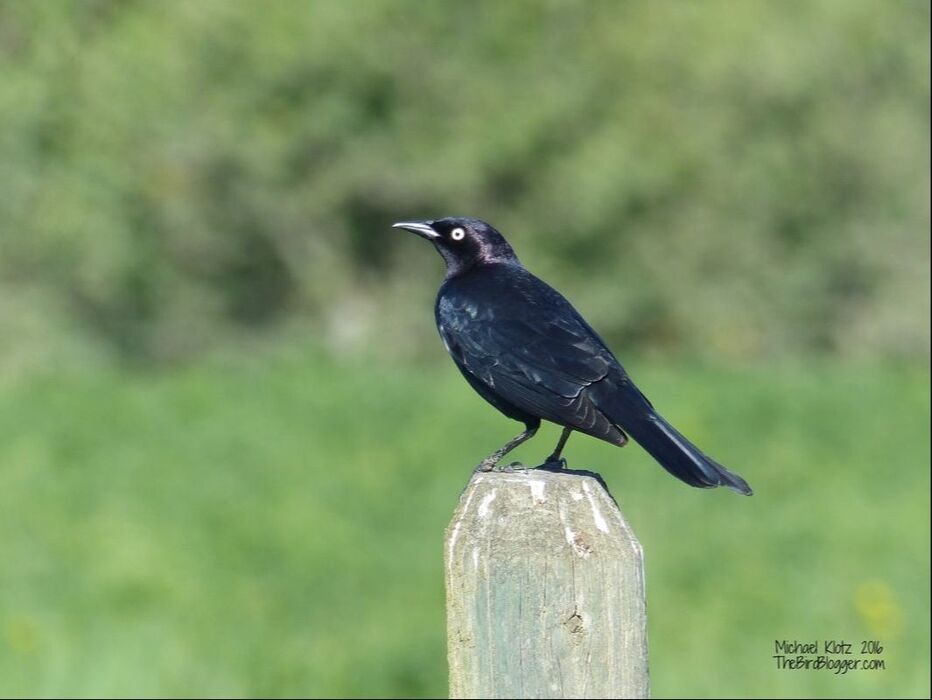 Brewer's Blackbird - Pritchard  This is a very common sight around working pastures and farms. The tell tale of this blackbird is the purple sheen on its head which is why the latin name is cyanocephalis, although the true translation is 