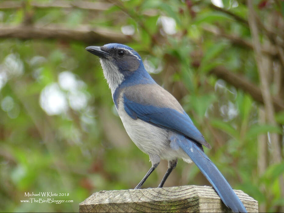 California Scrub-jay - Maple Ridge, BC     Over the last 10 years we have seen the migration of a new species of Jay in Vancouver and the surrounding area. This is a dry weather bird that is found mostly along the coast from the Baja of Mexico north to Washington State has now moved into Canada. This one of a matched pair who appear to have babies in the area. At this particular time, the jay was scolding a cat that was slinking in the bushes below. There have been other Scrub-jays found in the lower mainland but none that I know of that are confirmed breeding birds. These are some of the most northerly of the species every to be found.     Michael W Klotz - www.TheBirdBlogger.com