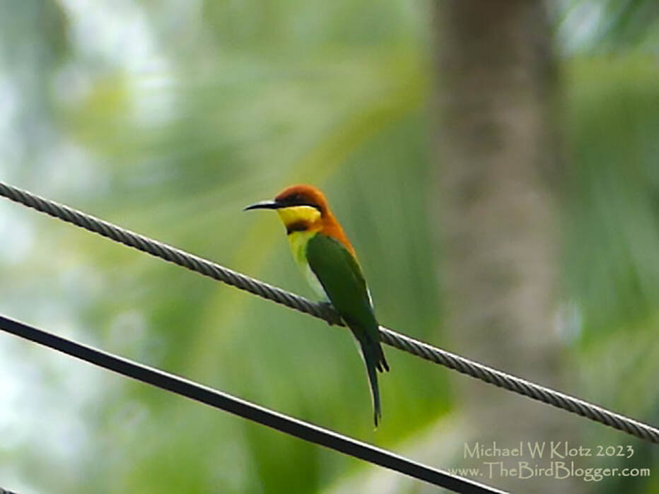 Chestnut-headed Bee-eater - Coral Cape, TH         Just about to the beach at Cape Coral we had a couple birds catch our eye including this Chestnut-headed Bee-eater. It was flying from the wires along the side of the road making sorties to catch bugs on the wing. These bee-eaters are found in three location in the south east Asia, Costal India and South Indonesia. They are well suited to human influenced areas where they fly catch over fields and cleared areas from taller perches.              Michael W Klotz - www.TheBirdBlogger.com