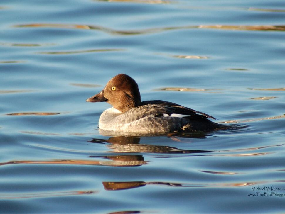 Common Goldeneye - Brydon Lagoon. on the golden hour this female goldeneye was diving for duck food. Picture