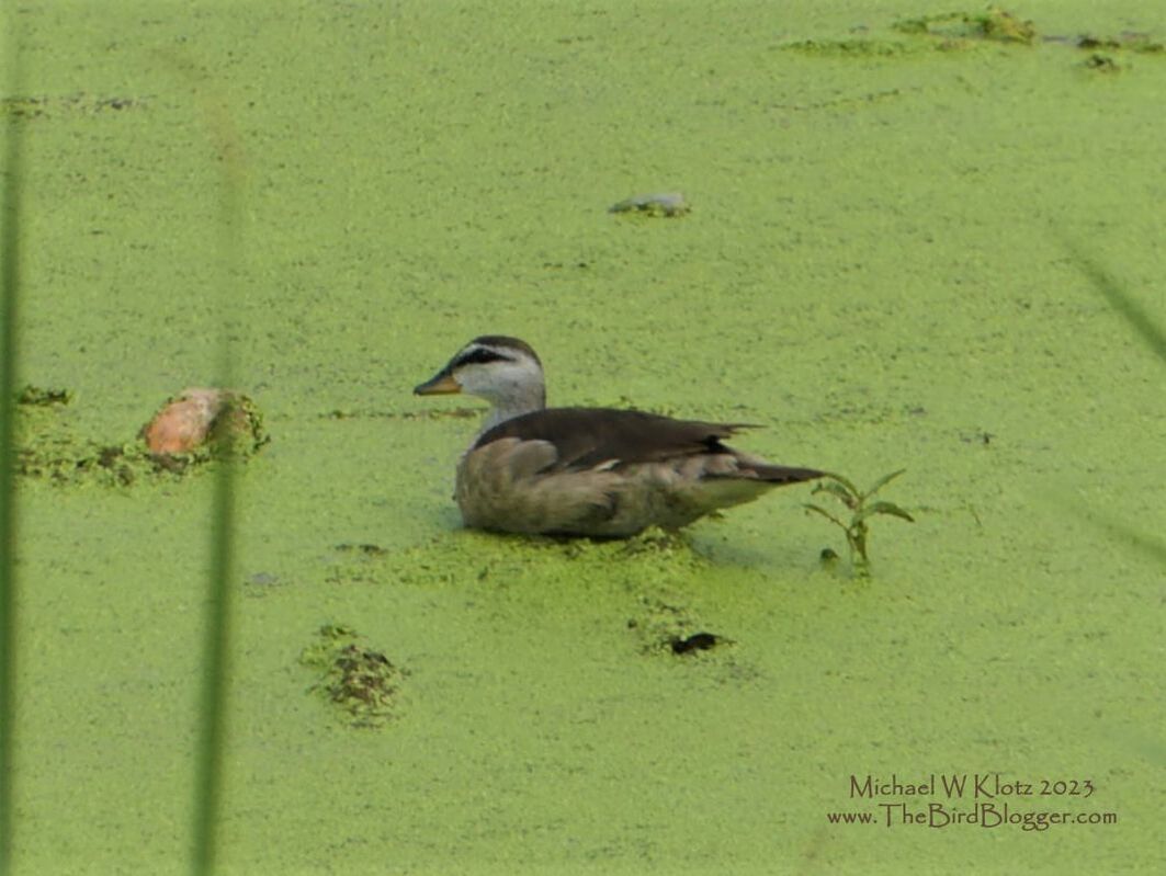 Cotton Pygmy Goose - Bang Pa-in         This little female goose, no larger than a green-winged teal, was on our must see list. As it turns out, she was the only one of her species that we did see. Surprisingly enough, she was in a little pond out front of Porto Go Mc Donalds Bang Pa-in. This is the smallest waterfowl species in the world measuring 10 inches in length.           Michael W Klotz 2023 - www.TheBirdBlogger.com