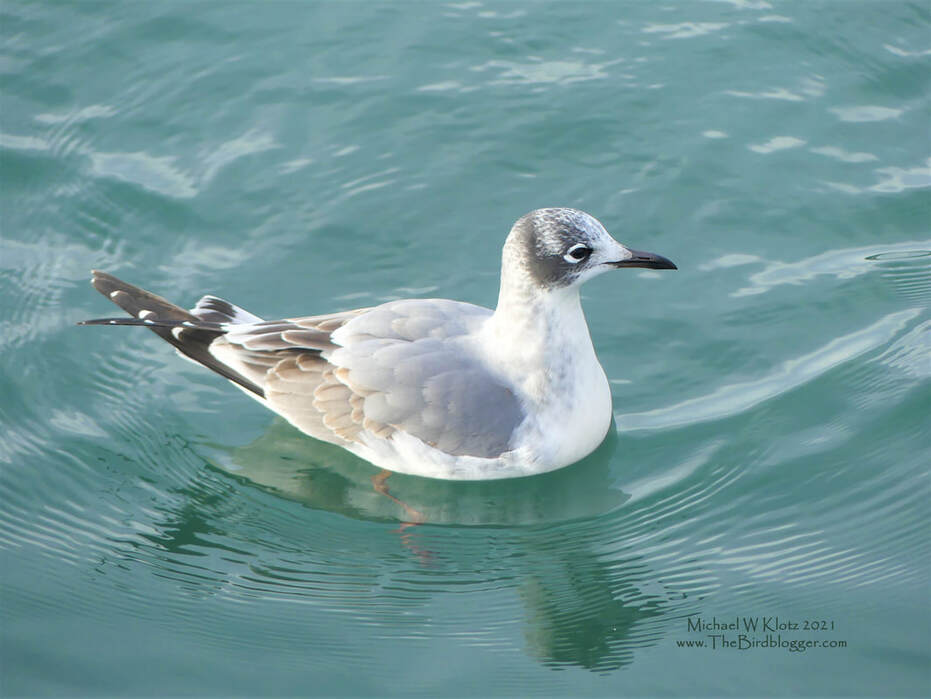 Franklin's Gull - White Rock Pier, BC      A gull that we don't see often here is this Franklin's gull. There might be 1 or two sightings a year for this black-headed bloke as they typically use the central flyway to head to South America for the winter months. The winter has this gull with a bit of a black and white head, but one of the heavy white broken eye-ring this birds sports. This was on an anchovy spawn just off the White Rock Pier.                  Michael W Klotz 2021 - www.TheBirdBlogger.com