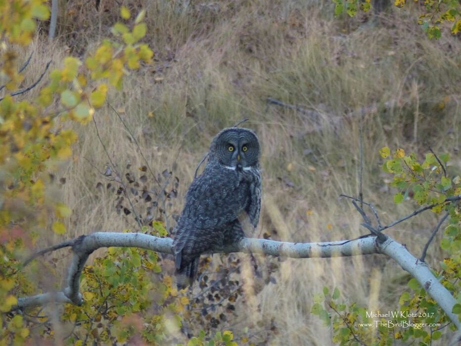Great Gray Owl - Quilchena, BC     There is nothing more special than seeing one of these great birds in the morning light. This wonderfully large owl was stalking a squirrel in a copse of poplar and you could hear the squirrel scolding the owl as it sat watching for the right moment to move. Great Gray Owls are typically found in the boreal forests or western mountains, but I have seen a couple of birds in the grass lands of the BC interior. This open landscape allows for plenty of prey to bring home to the nest. Great Grays are one of the largest owls in North America, but are not the heaviest. Their stocky build is only a well insulated set of feathers.     Michael Klotz - www.TheBirdBlogger.com Picture
