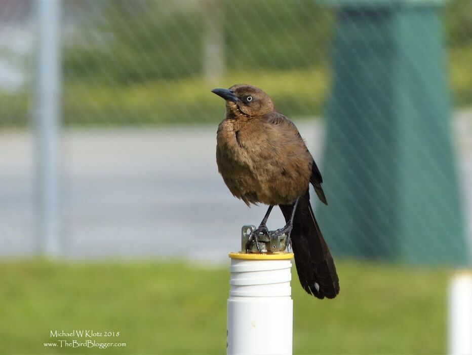 Great-tailed Grackle - Vancouver     An unusual visitor to Vancouver was calling an empty lot in the fancy part of town home for the time being. Some of the locals were interested to know what all of the camera's were for this morning and were surprised to hear that we don't usually see this bird here. Word has it, it has been here in the same location for the last month. Great-tailed Grackles don't usually make it north of California and Arizona and are very common in the sub-tropics and tropics of North and Central America.     Michael W Klotz - www.TheBirdBlogger.com