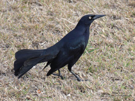 Greater Antillean Grackle - Varadero, CU         This is the only blackbird in Cuba with the 