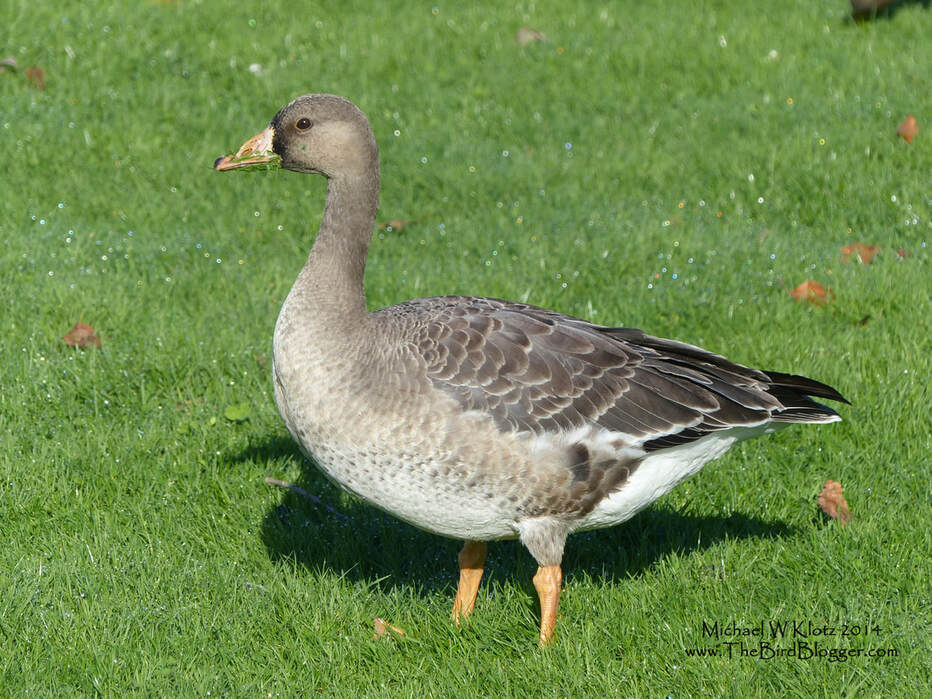 Greater White-fronted Goose - Ambleisde, BCPicture