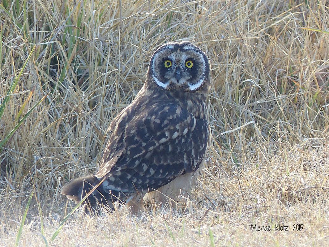 Hawaiian Short-eared Owl - Old Saddle Road, HI         The one owl found on the islands is the Hawaiian Short-eared Owl. It is said that the Polynesians brought the bird with them on their journey from their home islands. Short eared owls are day time birds and spend most of that time soaring over the grasslands in search of food. This was a bird found on the side of Old Saddle road on the big island of Hawaii.             Michael W Klotz 2016 - www.TheBirdBlogger.com