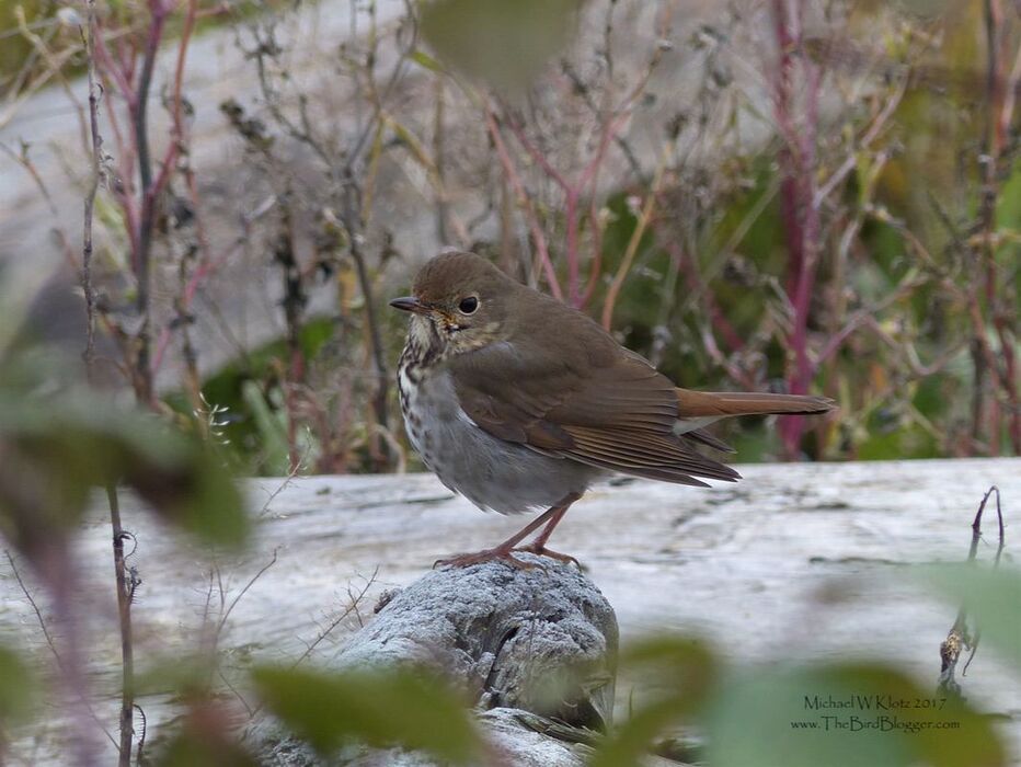 Hermit Thrush - Delta, BC     We have a couple of these spotted type thrush stay for us for the winter, but only on the coast where the water acts as a heatsink keeping temperatures warmer than the inland areas. Hermit Thrush are usually heard before seen and are only found in dense undergrowth. This particular bird must have been hungry as she was searching the open shoreline for food. It is rare that you catch a glimpse of these shy birds in the under-story, but even rarer to see them in the open, posing for a picture. One of the things I like best about these birds are they way they can throw their melodious voices like a ventriloquist. This was taken along Brunswick Point in Delta along the south side of the dyke.     Michael Klotz - www.TheBirdBlogger.com Picture