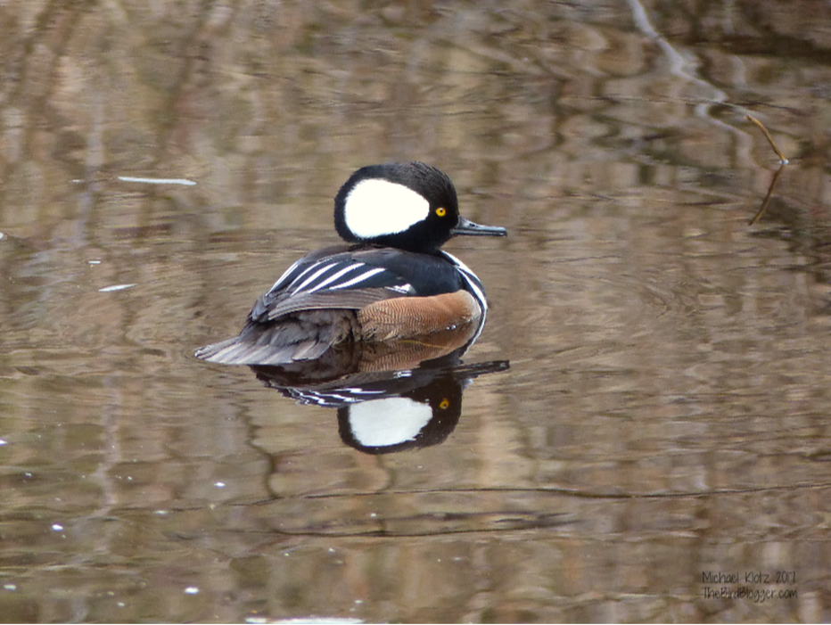 Hooded Merganser - Vancouver WDuring a nature walk along Lost Lagoon in Stanley Park, this male merganser gave us some great looks. He was just up from the stone bridge and had several females in the area as well. These little 