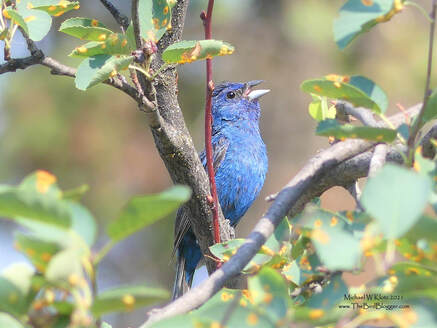 Indigo Bunting - Wardner, BC          A big surprise for the Kootenays this year when this beautiful Indigo bunting showed up in Wardner. It took a little sleuthing from the Merlin bird app, and some help from my friends at BC Rare Bird Alert, but the bird was found on the shores of Haha Lake singing his little heart out. These small seed eaters rarely come north of the border here in British Columbia, but we were lucky enough to see two in the province with the other bird showing up at Colony Farms in Coquitlam, BC.            Michael W Klotz 2021 - www.TheBirdBlogger.com Picture