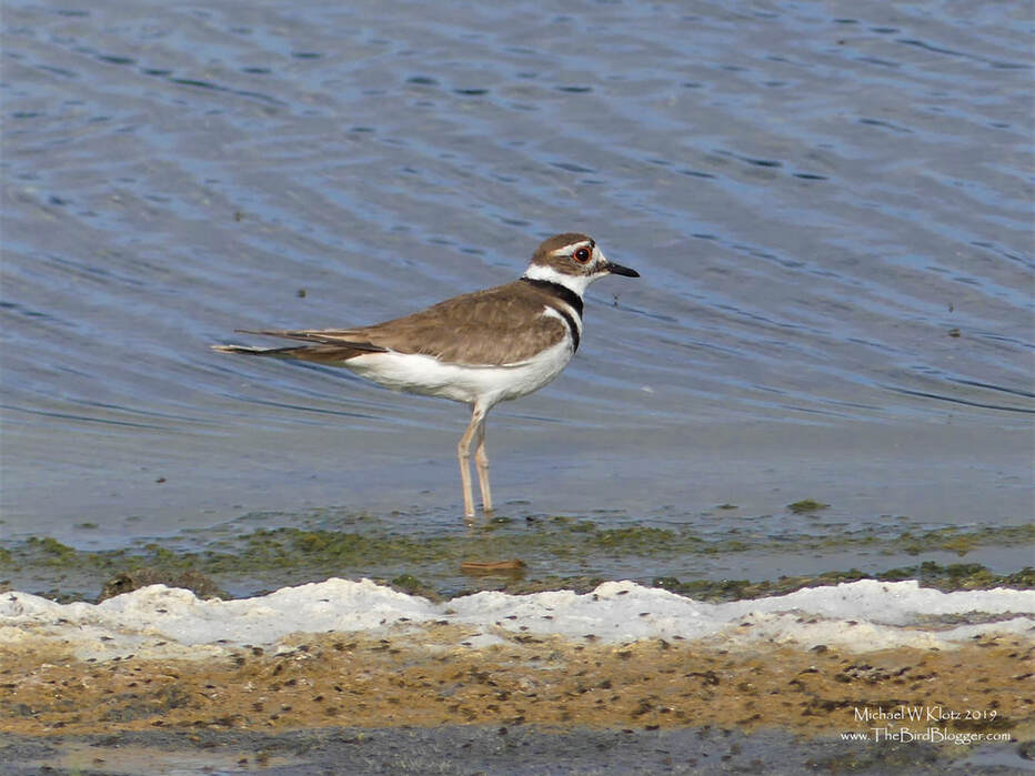 Killdeer - Meadow Lake, BC       Meadow Lake is an ephemeral lake which means the water comes into the lake but does not leave. The water evaporates each year leaving minerals and salt on the edge of the lake which gives it the white appearance in the summer months. Killdeer love the shoreline for food and for nesting among the pebbles leaving just a scrape in the ground as a nest.               Michael W Klotz 2019 - www.TheBirdBlogger.com Picture