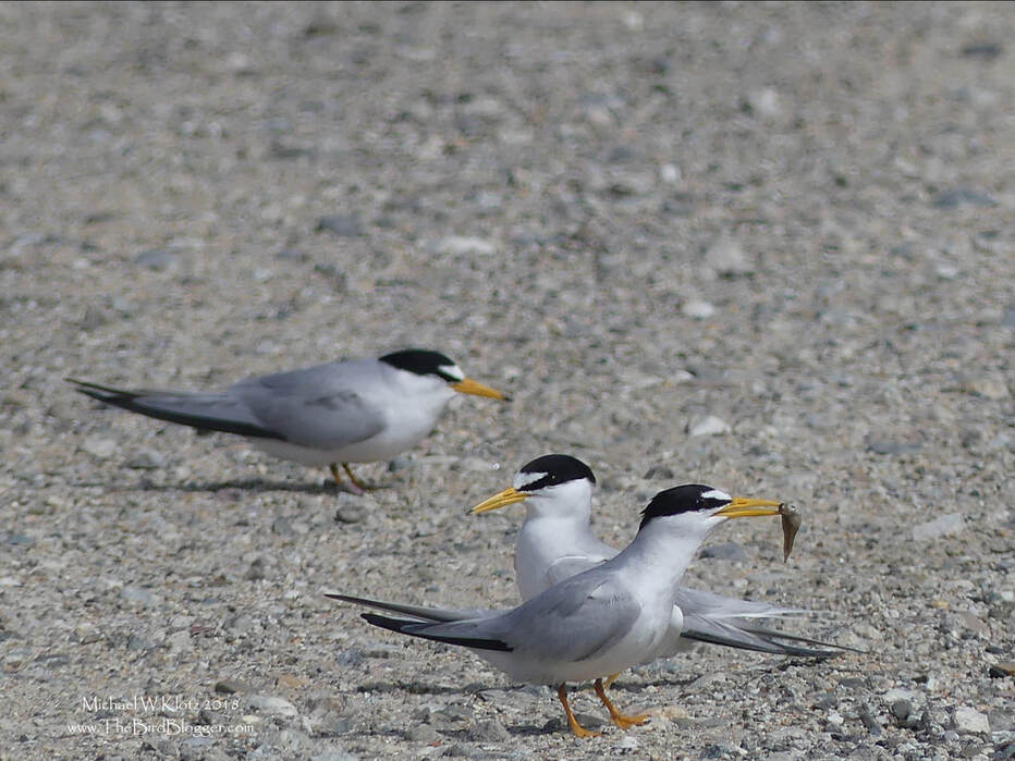 Least Terns - Huntington Beach, CA       There is a section of beach that is made safe for the smallest tern in North America. They have declined 88% in the last 50 years and mostly because the nesting habitat has become non existent as we prize the flat sandy beaches for ourselves. It is very nice to see a thriving population here at Bolsa Chica. The bird in the foreground is a parent trying to lure its offspring into the air. They chirp at the young bird and then take to the wing, all the while, calling for them to follow into the air.                    Michael W Klotz - www.TheBirdBlogger.com Picture